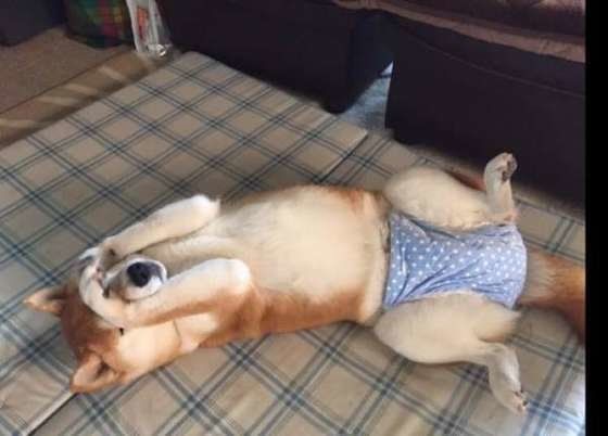 獣医師監修:犬の「尿もれ」どうすればいい?