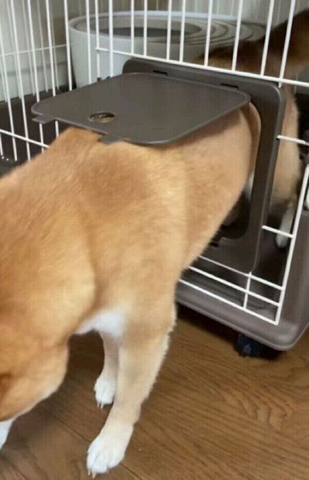 子猫のりんくんのお家を訪問する柴犬のぷくちゃん