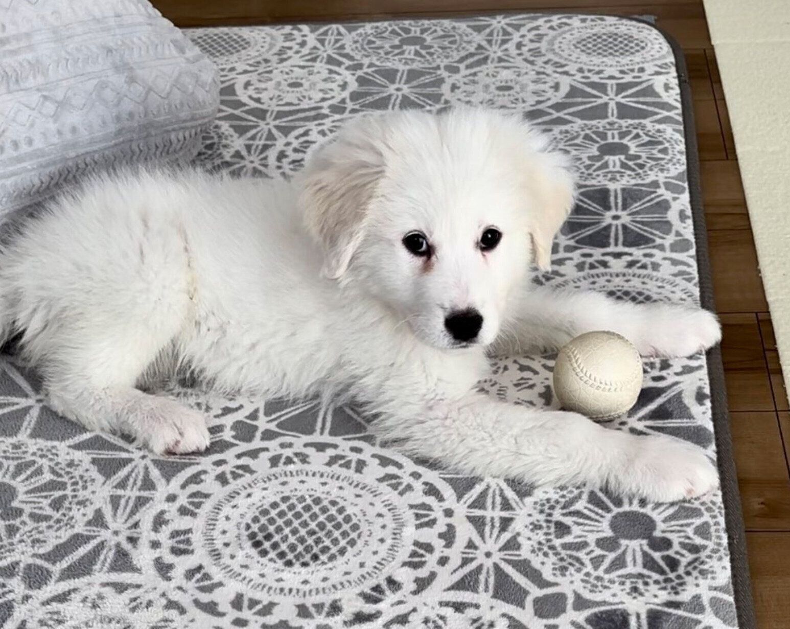 生後2カ月のころに撮影したララちゃん