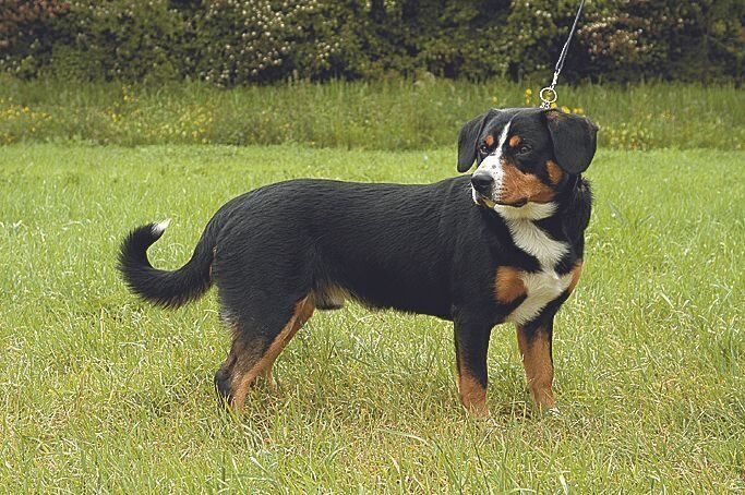 エントレブッハー・マウンテン・ドッグ