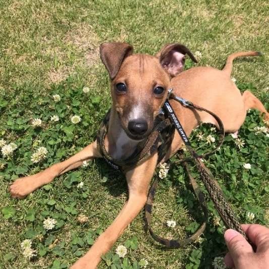 公園に連れてきてもらったよ！芝生って最高！