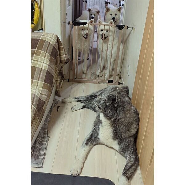 パパさんの帰宅を待つ愛犬たち