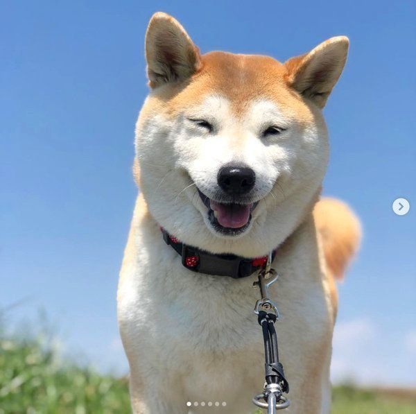 柴犬のこなつちゃん