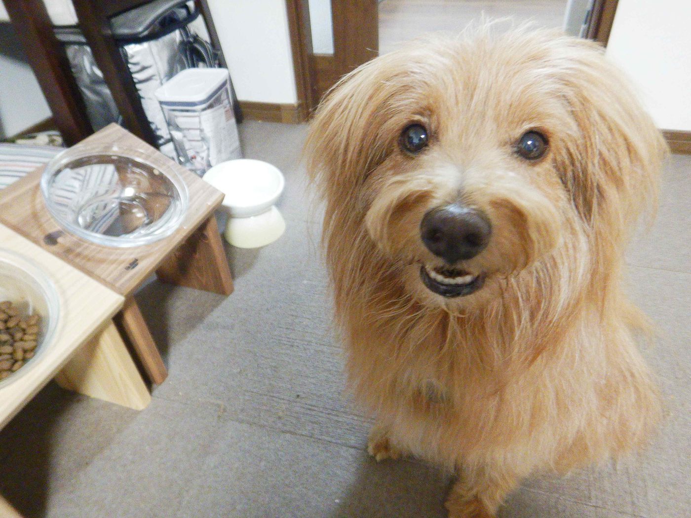 食欲がないのかと心配したら 別なところに原因が 連載 こぐま犬てんすけ Vol 166 いぬのきもちweb Magazine 食欲がないのかと心配したら 別なところに原因が 連載 こぐま犬てんすけ Vol 166 いぬのきもちweb Magazine