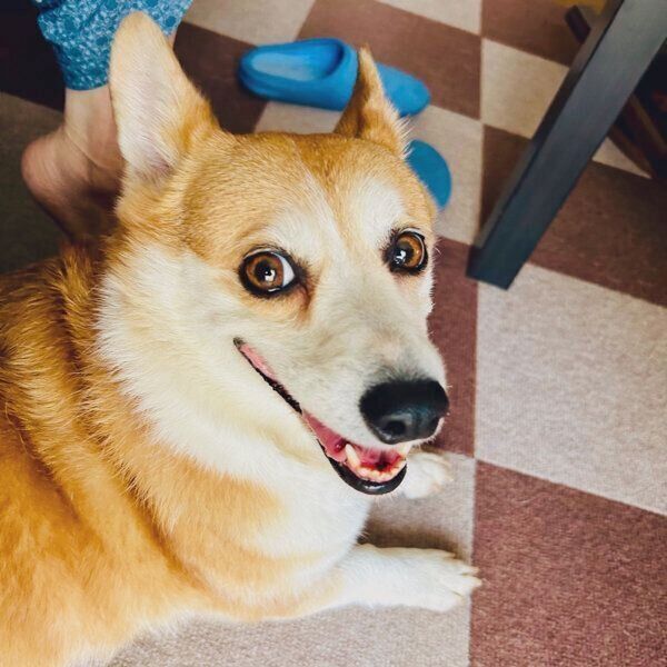 笑顔が可愛いSarahちゃん