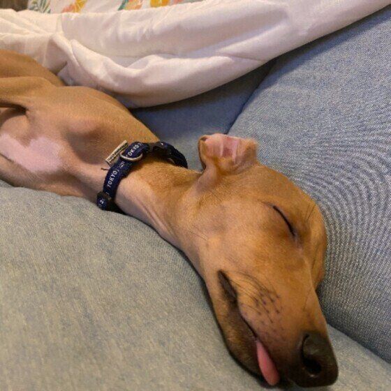 寝顔がかわいいイタリアン・グレーハウンド