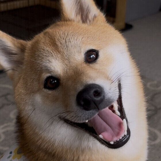ニコニコの柴犬