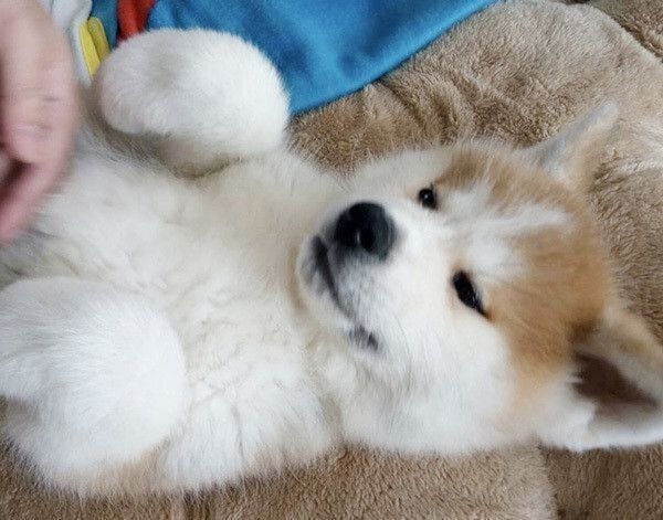 室内で寝転ぶ秋田犬