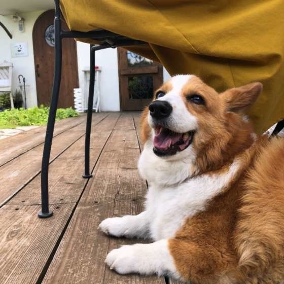 笑顔のウェルシュ・コーギー・ペンブローク