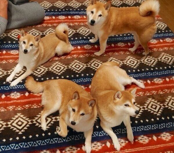 まったりする柴犬一家