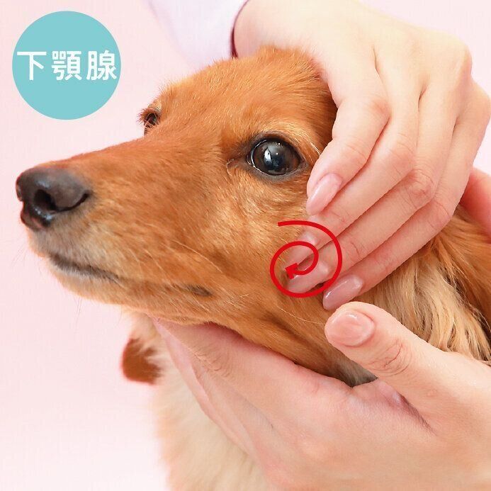 下顎腺