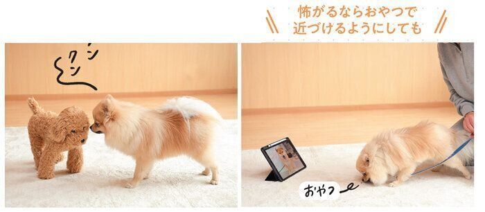 ポメラニアンと犬のぬいぐるみ