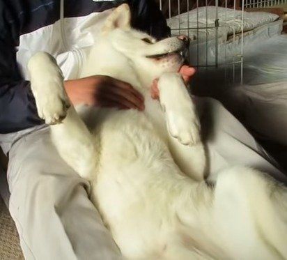 ダニチェック中のゆうきくん