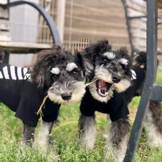 嬉しそうな表情の仲良しわんこ