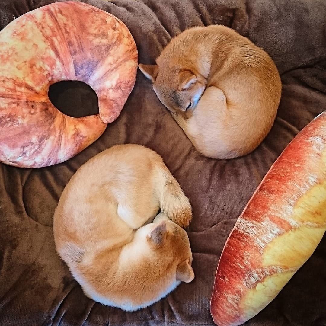 杏ちゃんと夏鈴ちゃん