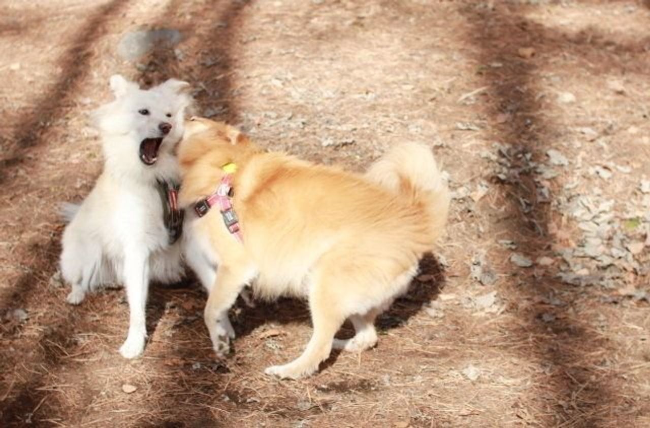 福助の持つ力 穴澤賢の犬のはなし いぬのきもちweb Magazine 福助の持つ力 穴澤賢の犬のはなし いぬのきもちweb Magazine