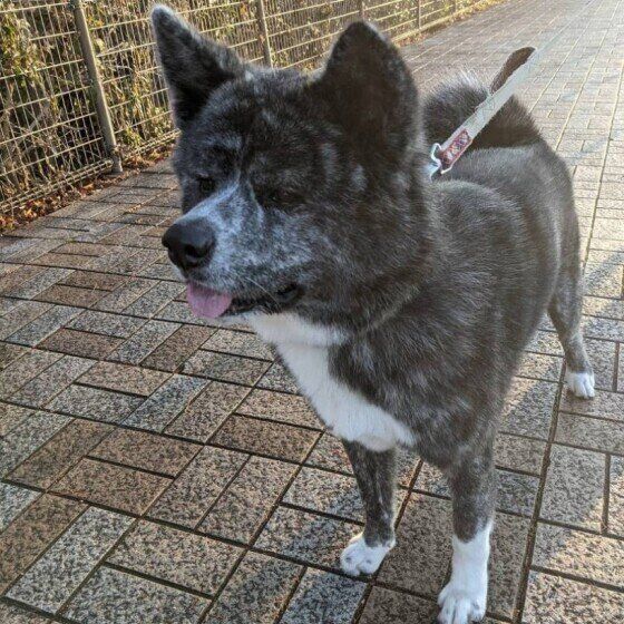 秋田のりゅうくん