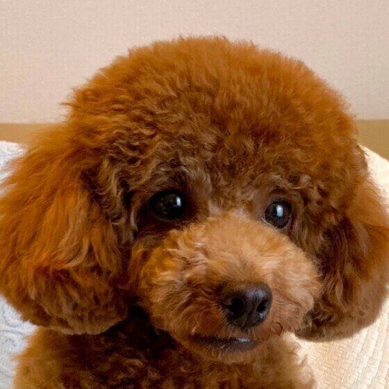 うるうるするトイ・プードルの花ちゃん