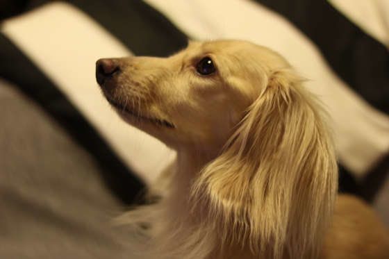 ダックスフンド