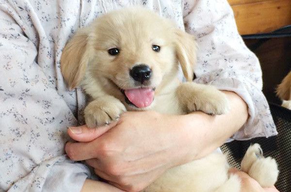 見つめるゴールデン・レトリーバー