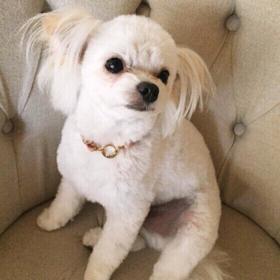 甘えん坊のメルちゃん