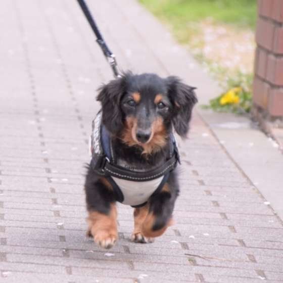 ダックスフンド