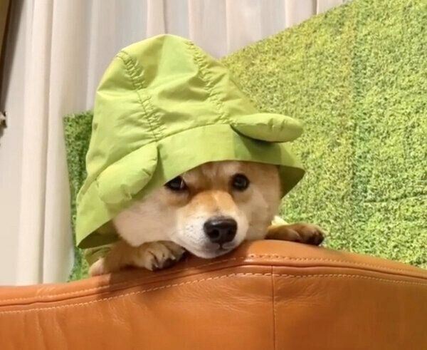 レインコートを着せられて凹む豆千代くん