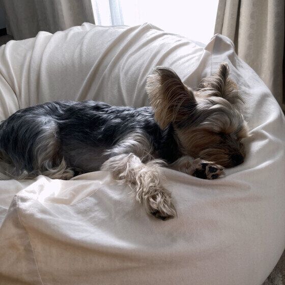 ヨークシャー・テリアのくりんちゃん