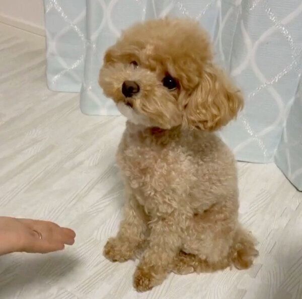 「オテ」の練習をするらてちゃん