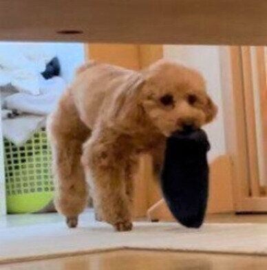 靴下をくわえるトイ・プードル