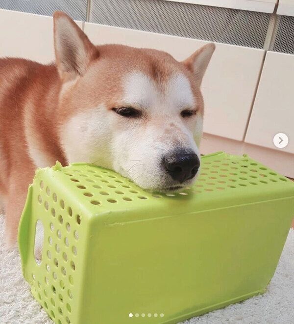 あご乗せする丸くん