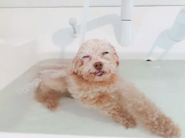お風呂でまったりするトイ・プードル