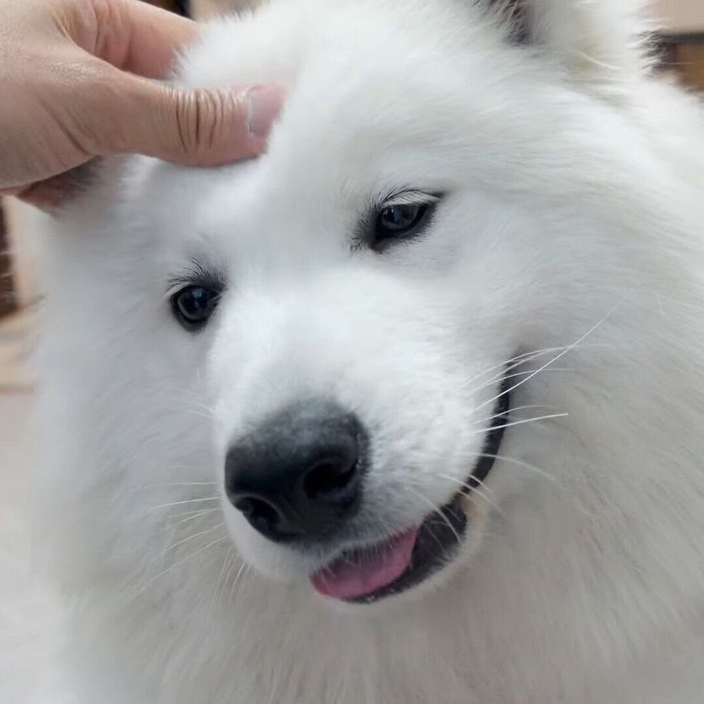 鼻をなでられると笑顔になるサモエド ほんわか笑顔に癒される いぬのきもちweb Magazine 鼻をなでられると笑顔になるサモエド ほんわか笑顔に癒される いぬのきもちweb Magazine