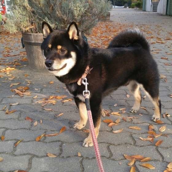 お散歩する柴犬