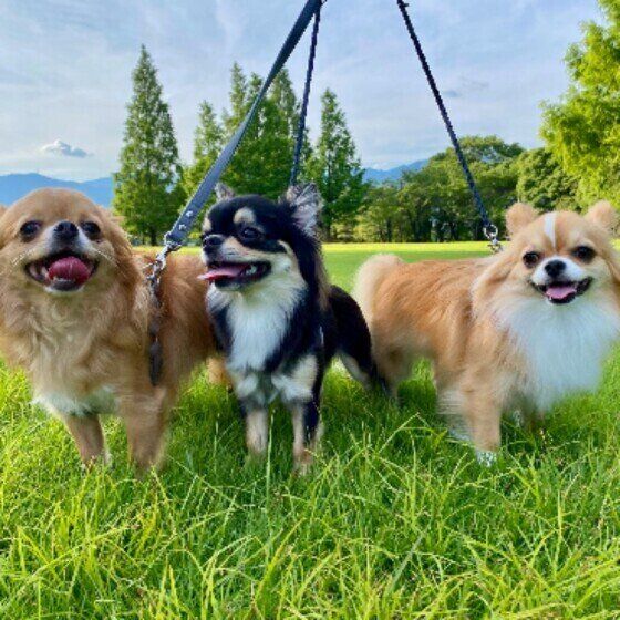 お散歩する犬たち(チワワ、ほか)