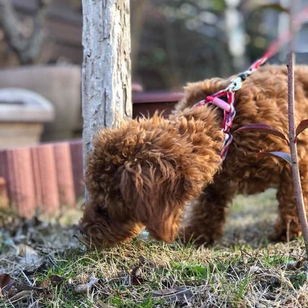 知らなかった新常識 犬のマーキング行為に隠された ウソ ホント いぬのきもちweb Magazine 知らなかった新常識 犬のマーキング行為に隠された ウソ ホント いぬのきもちweb Magazine