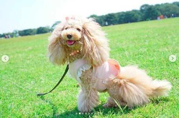 トイ・プードルのららちゃん