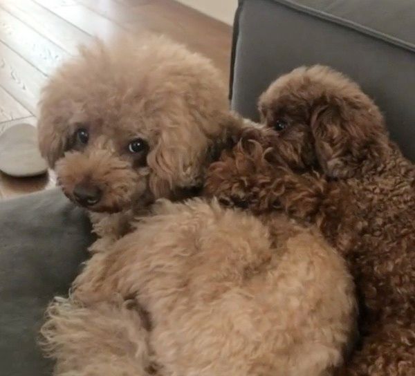 くっついて寝る犬