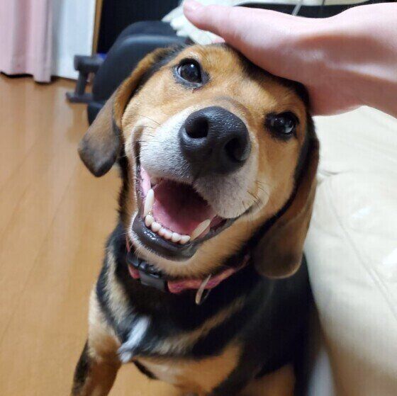 笑顔のMix犬