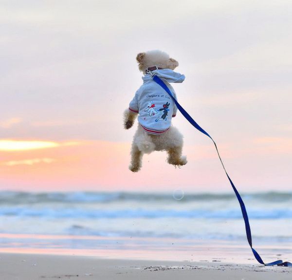 跳躍力がすごいトイ・プードル