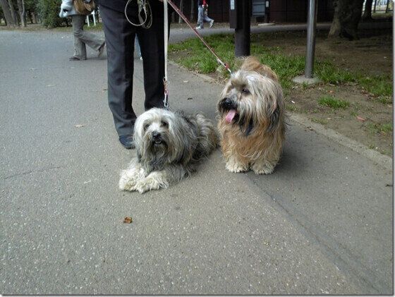 チベタン・テリア