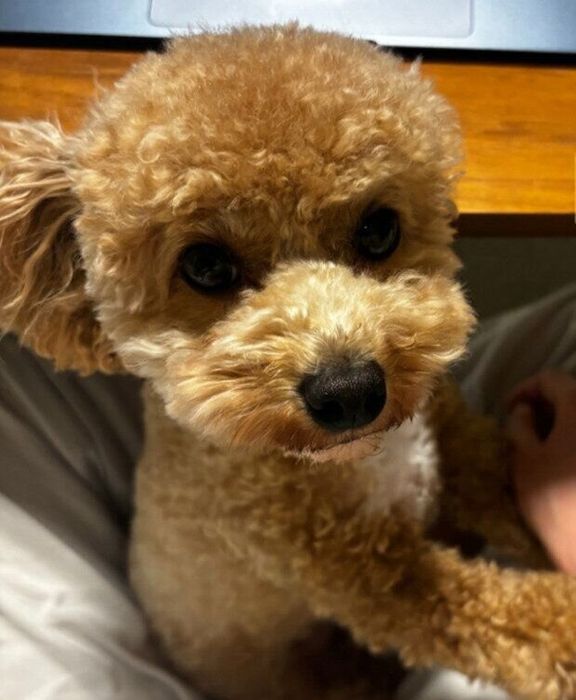 飼い主さんの手に前足をかけるチュウィちゃん