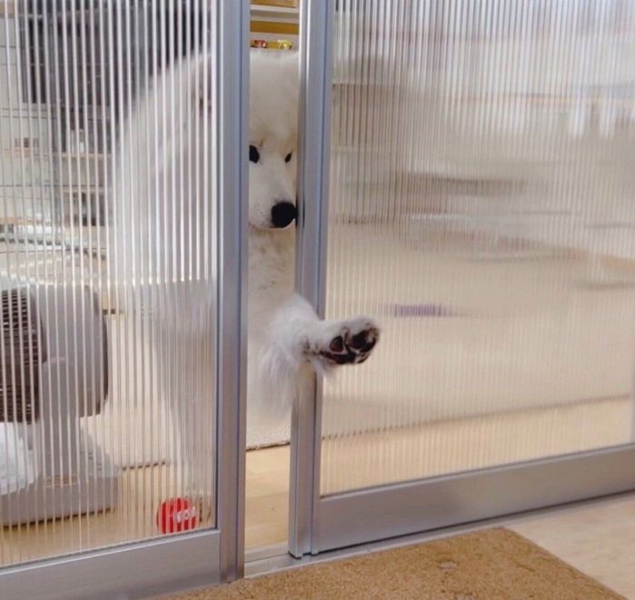 前足でドアを開けるダッツくん