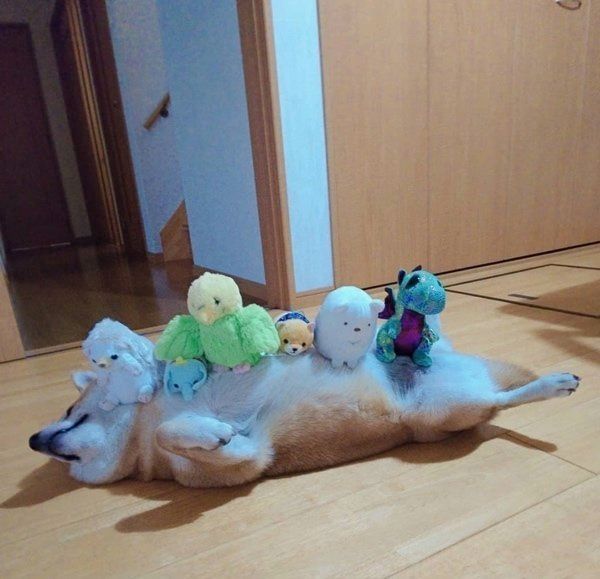 謎のポーズで眠る柴犬