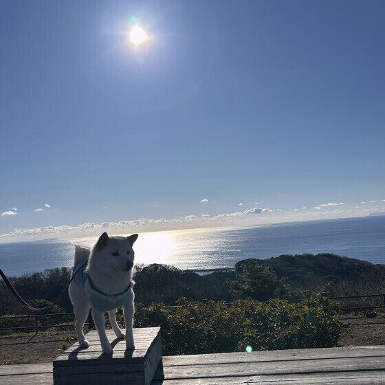 家族旅行を楽しむ柴犬