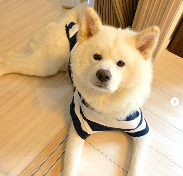 洋服を着る任三郎くん