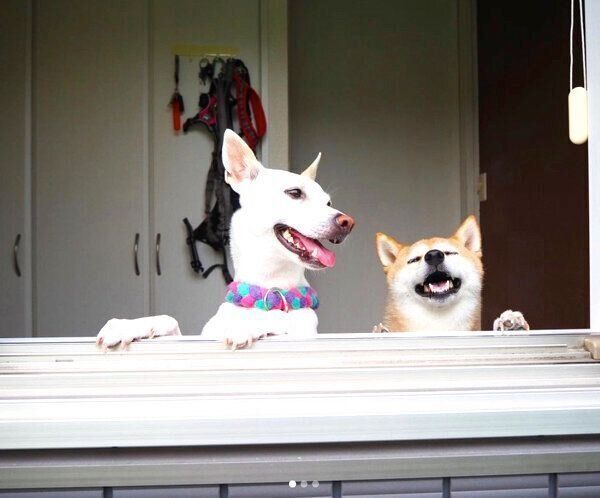 窓から外を眺めるハルちゃん、すずちゃん