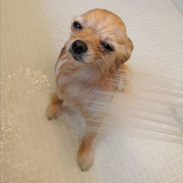 シャンプーされるぽぽちゃん