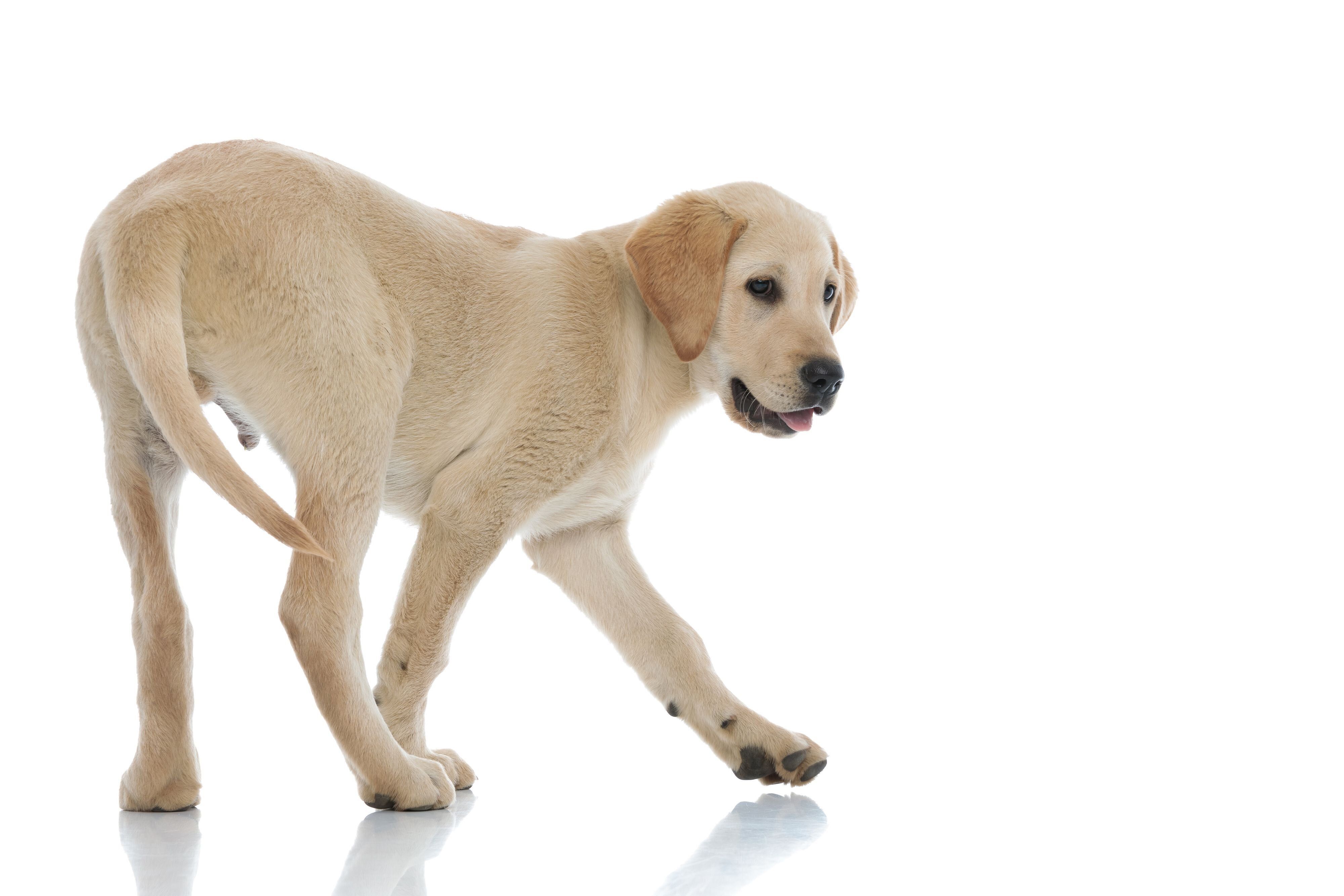振り返る犬