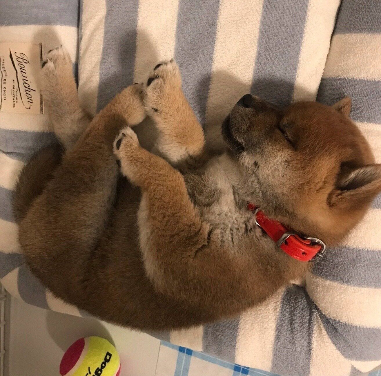 スヤスヤ眠るひるねちゃん